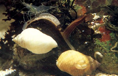 Dogwhelks feeding on a Mussel