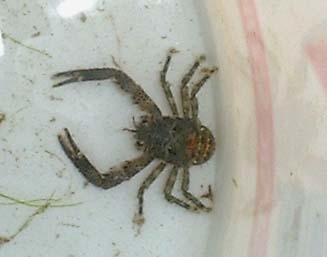 Squat Lobster (photograph by Ray Hamblett)