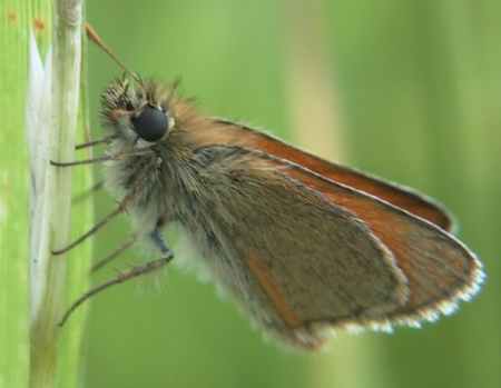 Small Skipper (Photograph by Allen Pollard)