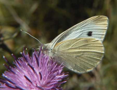 Small White Butterfly (Photograph by Allen Pollard)