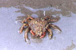 Spider Crab on Shoreham beach (Photograph by Andy Horton)