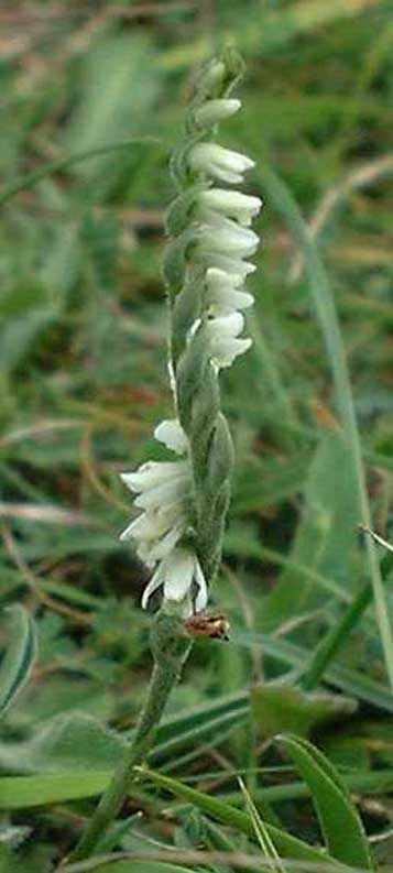 Autumn Ladies Tresses Orchid (Photograph by Ray Hamblett)