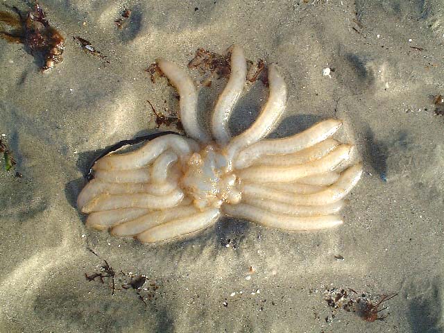 Squid eggs washed up (Photograph by Ray Hamblett)