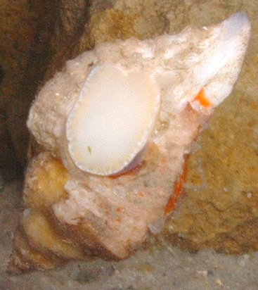 Sting Winkle from the Isle of Wight (Photograph by Luke Richards)