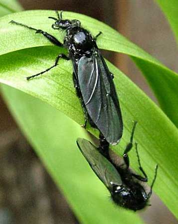 St. Mark's Flies (Photograph by Ray Hamblett)