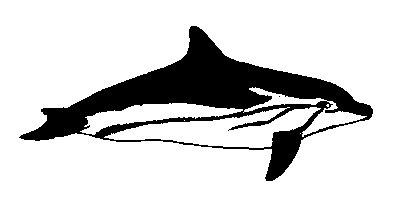 Striped Dolphin (Link to Cetacean Page)