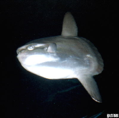 Ocean Sunfish