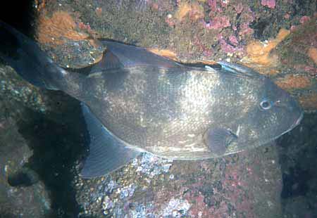 Triggerfish (Photograph by Russel Parker)