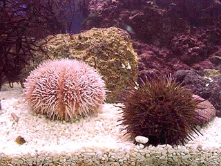 Urchins (Photograph by Luke Richards)