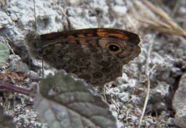 Wall Brown (Photograph by Allen Pollard)