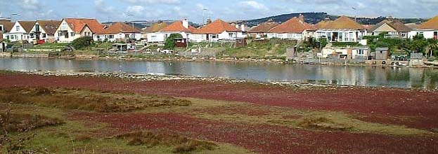 Red Glasswort on the lagoon flood plain in autumn. This colour scheme may be destroyed by a seawater pipeline. (Photograph by Ray Hamblett)