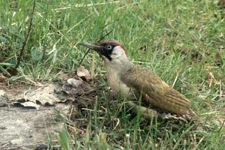 Green Woodpecker at Shermanbury (Photograph by Allen Pollard)