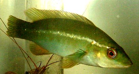 Photograph of a juvenile fish by Ben Sampson