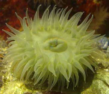 Beadlet Anemone, green, Actinia equina (Photograph by Andy Horton)