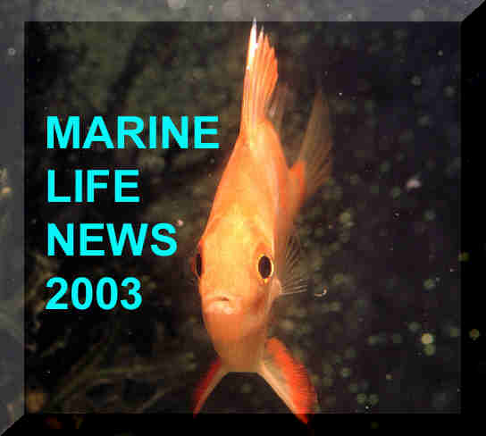 Click here for the latest marine life news from around the British Isles