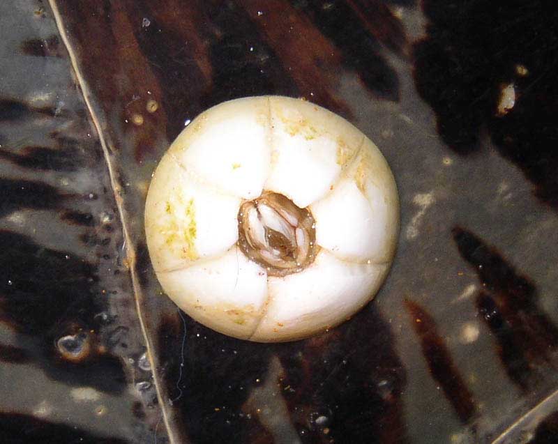 Barnacle on the Green Turtle found on Guernsey 1/2003 (Photograph  by Richard Lord, Guernsey)