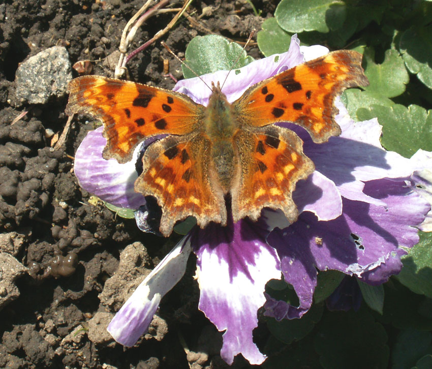 Comma Butterfly