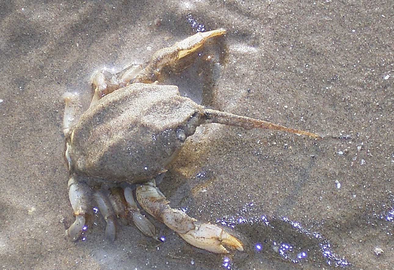 Masked Crab (Photograph by Ray Winterborne)