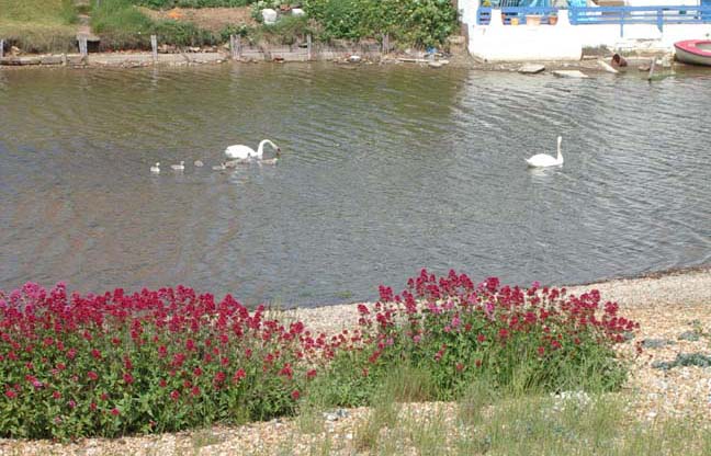 Swans with cygnets with a foreground of Red Valerian (Photograph by Andy Horton)