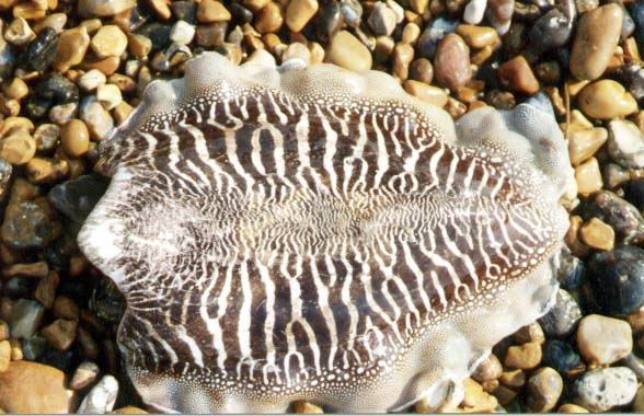 Photograph of a Dead Cuttlefish (incomplete) by David Wood