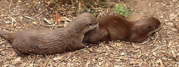 Otters  (Photograph by Ray Hamblett)