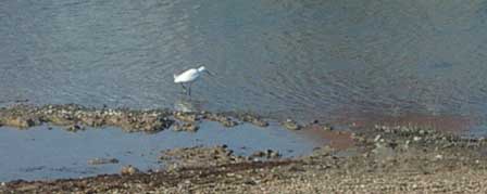 The Lagoon east of the footbridge (Photograph by Andy Horton)