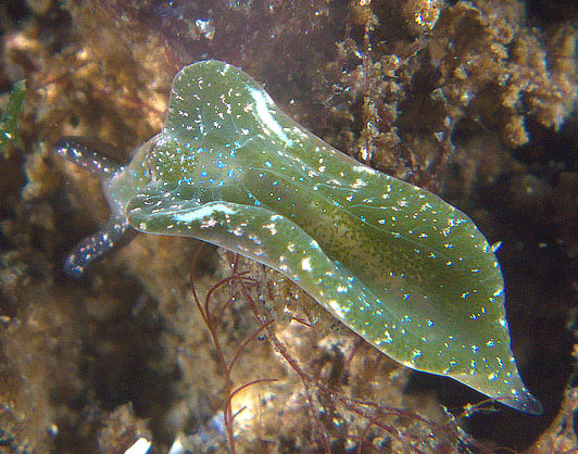 Specimen from Old Fort (Photograph by Andy Horton)