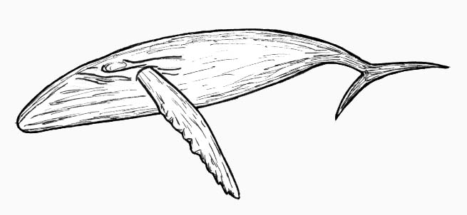 Humpback Whale (Illustration by Jane Lilley)