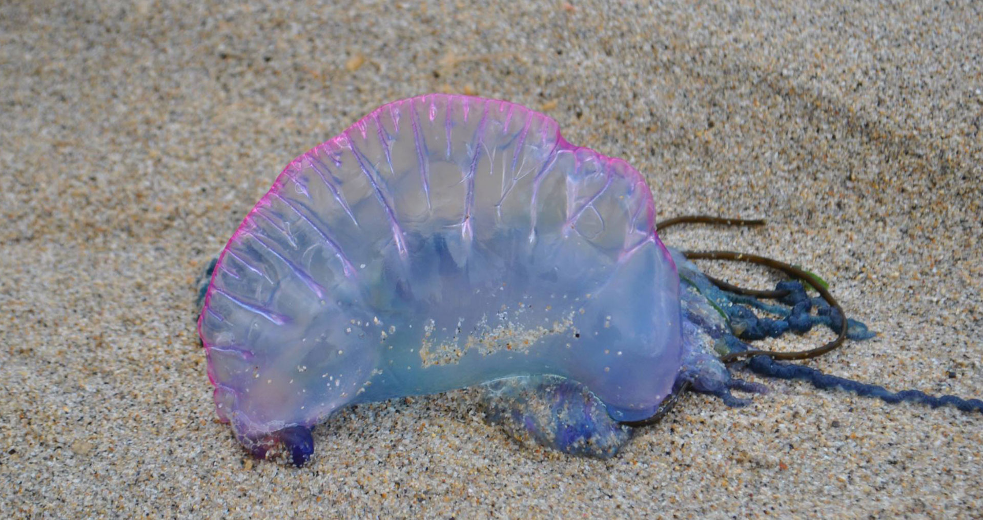 British Jellyfish