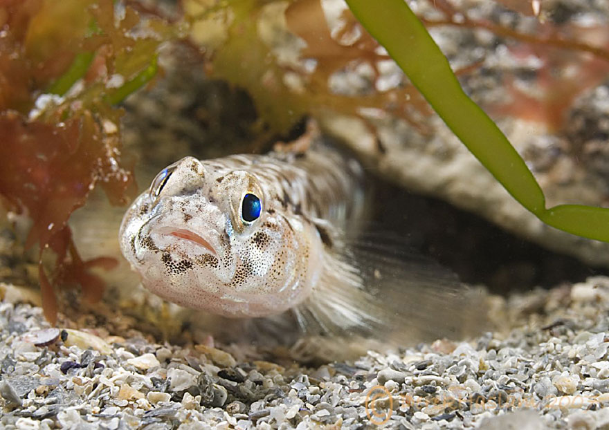 Painted Goby, Pomatoschistus pictus  (Photograph by Derek Haslam)