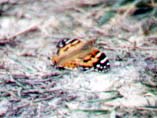 A poor photograph of a Painted Lady Butterfly by Andy Horton (originally misidentified as a Tortoiseshell)