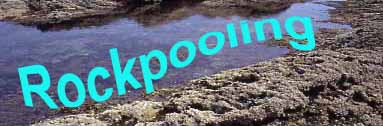 Rockpooling Page