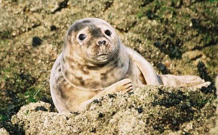 Seal  (Photograph by Nicolas Jouault, Jersey)