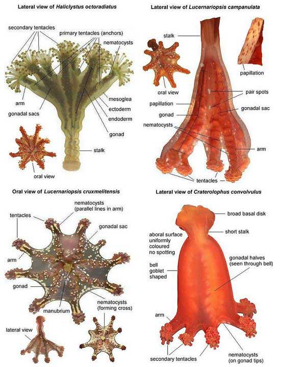 Guide to the four species most likely to be discovered on British shores