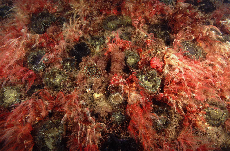 Torbay Sea bed (Photograph by Paul Parsons)