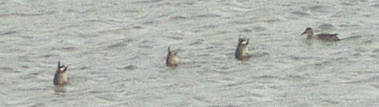 Ducks up-ending to feed (Photograph by Andy Horton)