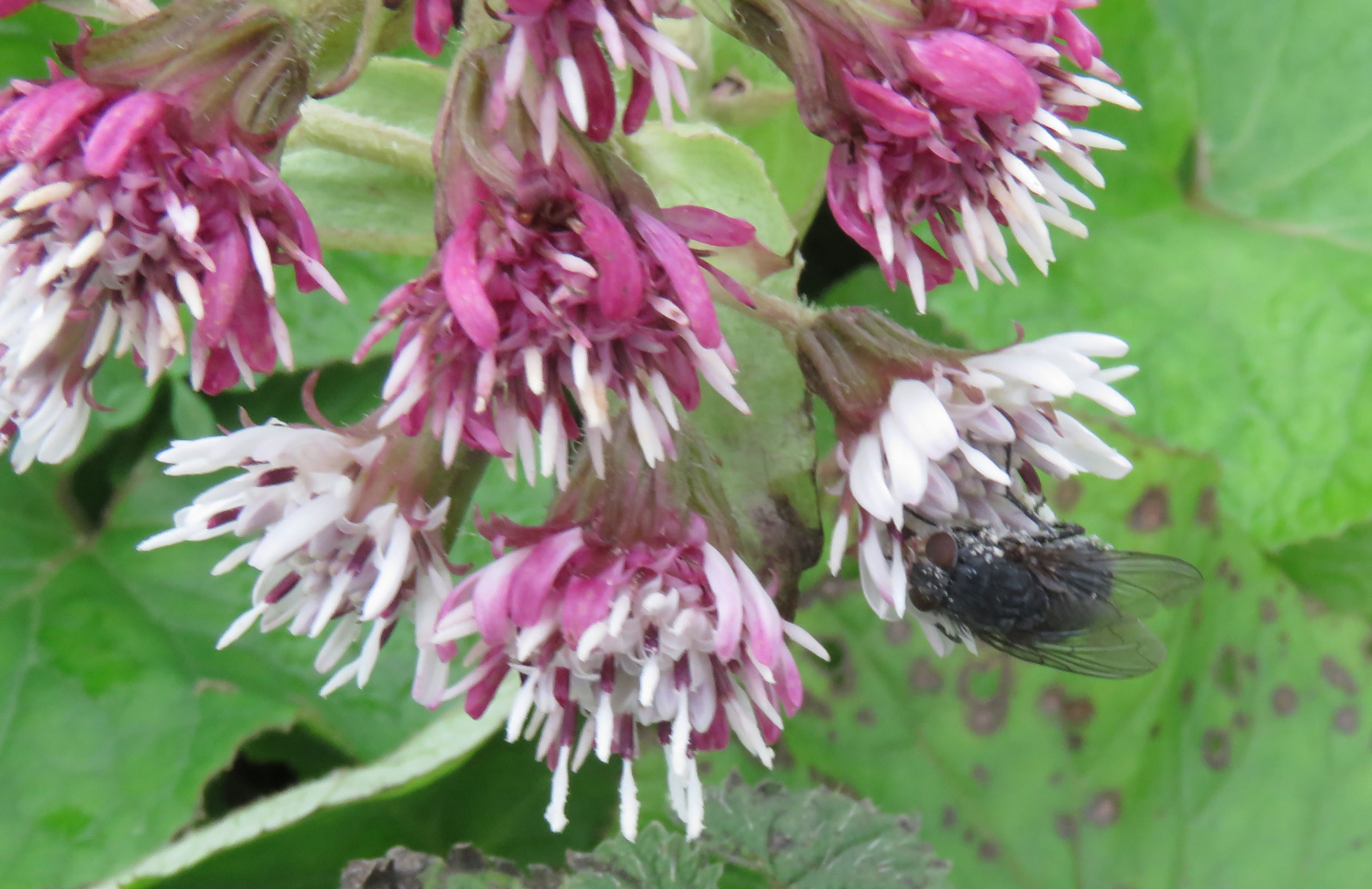 Winter Heliotrope