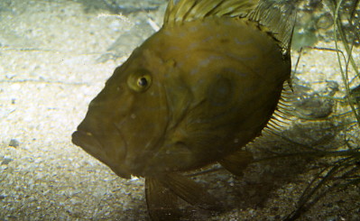 John Dory,  Zeus faber  (Photograph by Andy Horton)