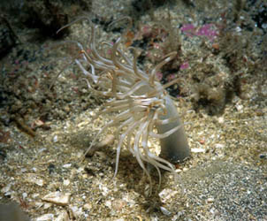 Arachnanthus sarsi  (Photograph by Paul Turkentine)