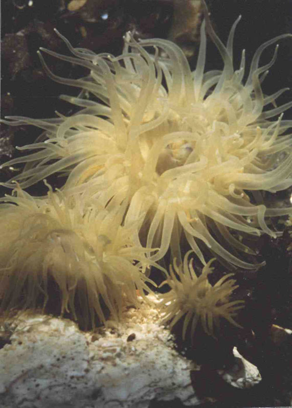 Beadlet Anemone (Green)