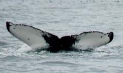 Humpback Whale (Photograph by the Cetacean Research and Rescue Unit)