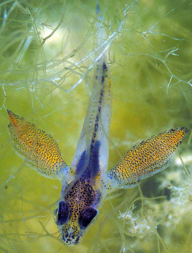 Larval fish (Photograph    by Richard Lord)