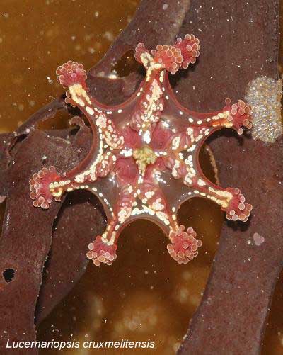 St. John's Stalked Jellyfish