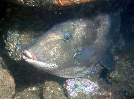 Triggerfish (Photograph by Russel Parker)