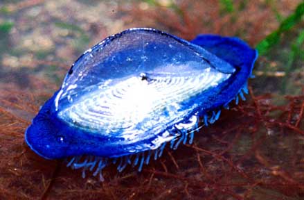 Velella (Photograph by Steve Trewhella)